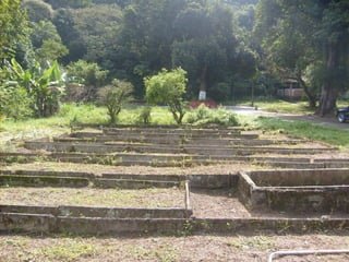 Semente Viva Mutirão