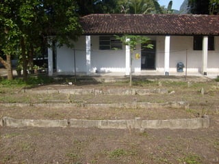 Semente Viva Mutirão