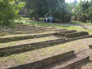 Semente Viva Mutirão