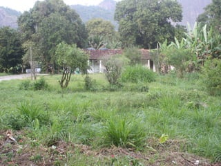 Semente Viva Mutirão