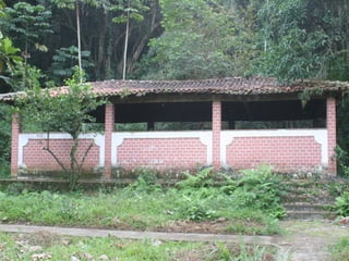 Semente Viva Mutirão