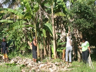 Semente Viva Mutirão