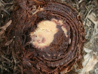 Semente Viva Mutirão