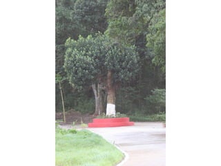 Semente Viva Mutirão