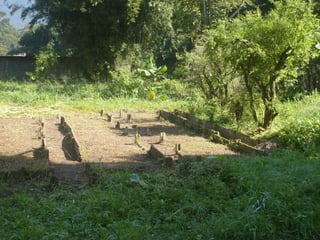 Semente Viva Mutirão