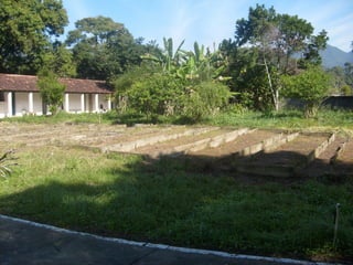 Semente Viva Mutirão