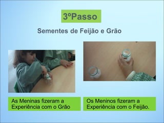 As Meninas fizeram a     Os Meninos fizeram a
Experiência com o Grão   Experiência com o Feijão.
 