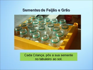 Sementes de Feijão e Grão
 