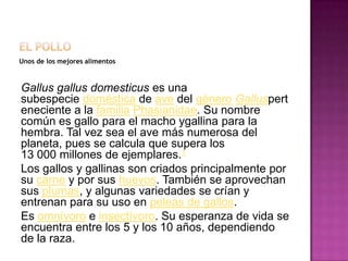 Unos de los mejores alimentos
Gallus gallus domesticus es una
subespecie doméstica de ave del género Galluspert
eneciente a la familia Phasianidae. Su nombre
común es gallo para el macho ygallina para la
hembra. Tal vez sea el ave más numerosa del
planeta, pues se calcula que supera los
13 000 millones de ejemplares.1
Los gallos y gallinas son criados principalmente por
su carne y por sus huevos. También se aprovechan
sus plumas, y algunas variedades se crían y
entrenan para su uso en peleas de gallos.
Es omnívoro e insectívoro. Su esperanza de vida se
encuentra entre los 5 y los 10 años, dependiendo
de la raza.
 