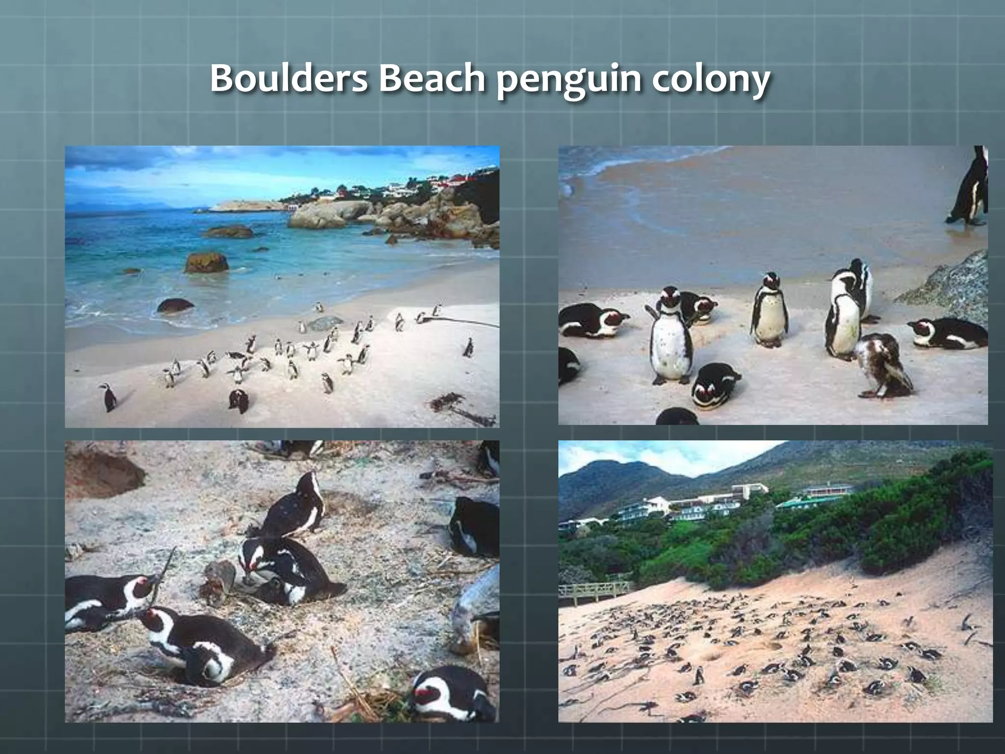 Boulders Beach penguin colony
 