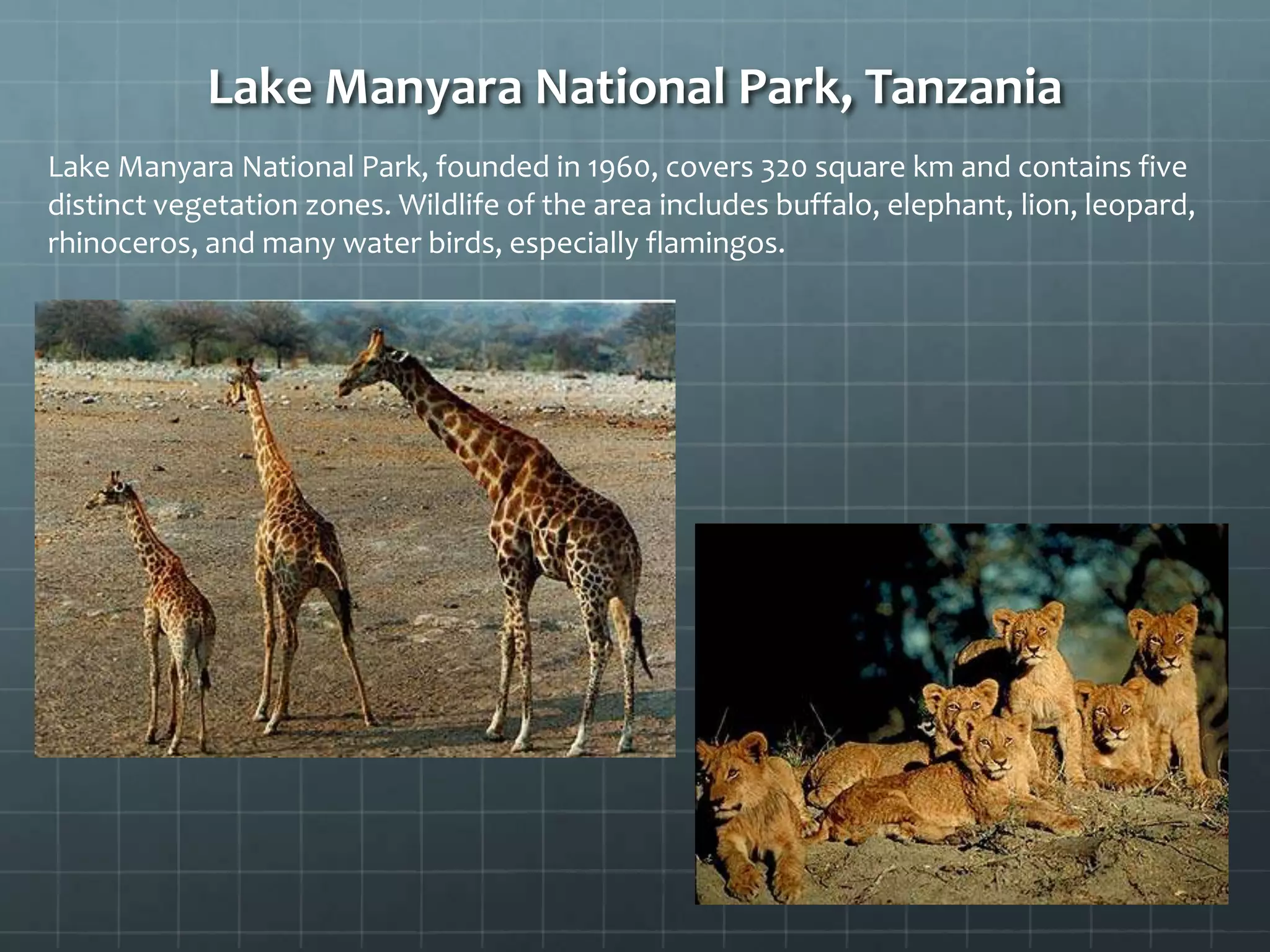 Lake Manyara National Park, Tanzania
Lake Manyara National Park, founded in 1960, covers 320 square km and contains five
distinct vegetation zones. Wildlife of the area includes buffalo, elephant, lion, leopard,
rhinoceros, and many water birds, especially flamingos.
 
