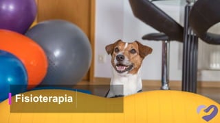 Fisioterapia
 