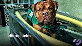 Hidroesteira
 
