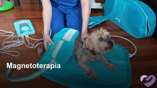 Magnetoterapia
 
