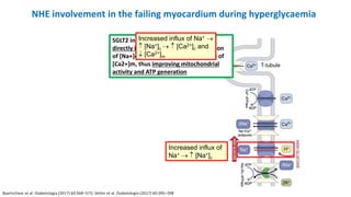 NHE involvement in the failing myocardium during hyperglycaemia
Baartscheer et al. Diabetologia (2017) 60:568–573; Vettor ...