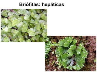 Briófitas: hepáticas 