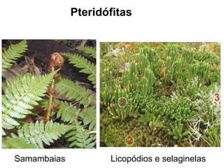 Samambaias Licopódios e selaginelas Pteridófitas 