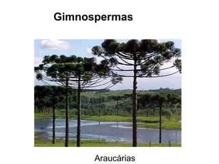 Araucárias Gimnospermas 