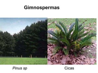 Pinus sp Cicas Gimnospermas 