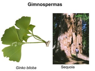 Ginko biloba Sequoia Gimnospermas 