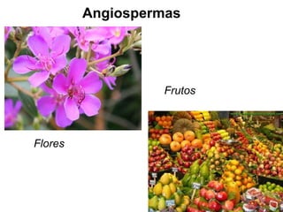 Angiospermas Flores Frutos 