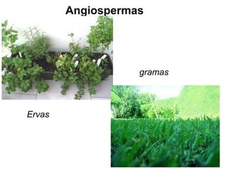 Angiospermas Ervas gramas 