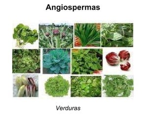 Angiospermas Verduras 