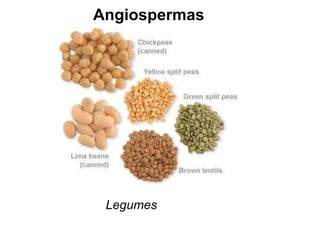 Angiospermas Legumes 