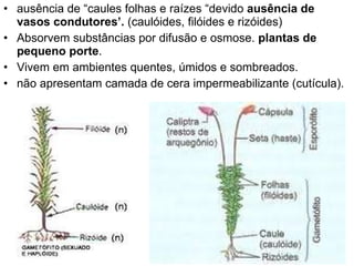 ausência de “caules folhas e raízes “devido  ausência de vasos condutores’.  (caulóides, filóides e rizóides)  Absorvem substâncias por difusão e osmose.  plantas de pequeno porte . Vivem em ambientes quentes, úmidos e sombreados. não apresentam camada de cera impermeabilizante (cutícula).  