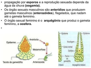 propagação por  esporos  e a reprodução sexuada depende da água da chuva  (oogamia). Os órgão sexuais masculinos são  anterídios  que produzem gametas masculinos ( anterozóides ), flagelados, que nadam até o gameta feminino. O órgão sexual feminino é o  arquêgônio  que produz o gameta feminino, a  oosfera. 