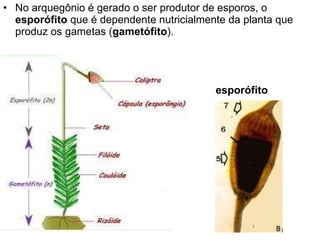 No arquegônio é gerado o ser produtor de esporos, o  esporófito  que é dependente nutricialmente da planta que produz os gametas ( gametófito ). esporófito 