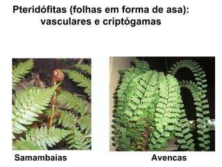 Avencas Pteridófitas (folhas em forma de asa):  vasculares e criptógamas  Samambaias 