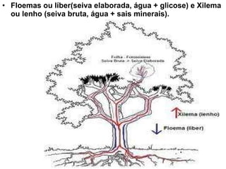 Floemas ou líber(seiva elaborada, água + glicose) e Xilema ou lenho (seiva bruta, água + sais minerais). 