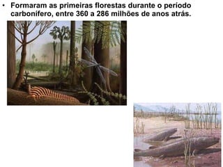 Formaram as primeiras florestas durante o período carbonífero, entre 360 a 286 milhões de anos atrás. 