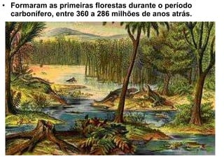 Formaram as primeiras florestas durante o período carbonífero, entre 360 a 286 milhões de anos atrás. 