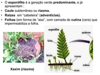 O  esporófito  é a geração verde  predominante,  e já apresentam : Caule  subterrâneo ou  rizoma. Raízes   em “cabeleira” ( adventícias). Folhas  (em forma de “asa”, com camada de  cutina  (cera) que impermeabiliza a folha. Xaxim (rizoma) 