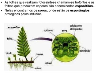 As folhas que realizam fotossíntese chamam-se trofófilos e as folhas que produzem esporos são denominadas  esporófilos. Nelas encontramos os  soros , onde estão os  esporângios , protegidos pelos indúsios. 