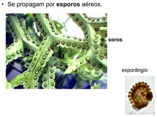 Se propagam por  esporos  aéreos.  esporângio soros 