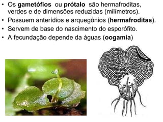 Os  gametófios   ou  prótalo  são hermafroditas, verdes e de dimensões reduzidas (milímetros).  Possuem anterídios e arquegônios ( hermafroditas ). Servem de base do nascimento do esporófito. A fecundação depende da águas ( oogamia ) 