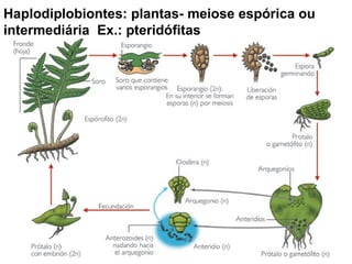 Haplodiplobiontes: plantas- meiose espórica ou intermediária  Ex.: pteridófitas 