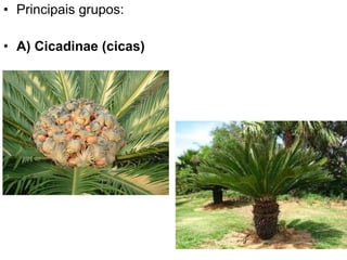Principais grupos: A) Cicadinae (cicas) 