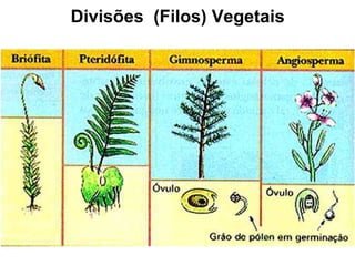 Divisões  (Filos) Vegetais 