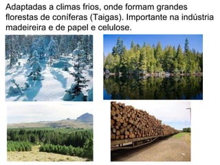 Adaptadas a climas frios, onde formam grandes florestas de coníferas (Taigas). Importante na indústria madeireira e de papel e celulose. 