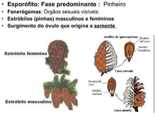 Esporófito: Fase predominante :  Pinheiro Fanerógamas : Órgãos sexuais visíveis: Estróbilos (pinhas) masculinos e femininos Surgimento do óvulo que origina a  semente  