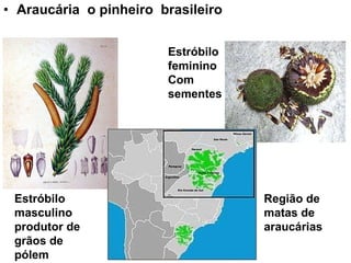 Araucária  o pinheiro  brasileiro Estróbilo masculino produtor de grãos de pólem Estróbilo feminino Com sementes Região de matas de araucárias 