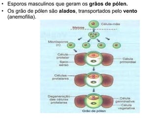 Esporos masculinos   que geram os  grãos de pólen.  Os grão de pólen são  alados , transportados pelo  vento  (anemofilia). 