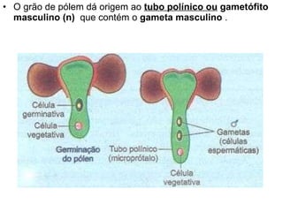 O grão de pólem dá origem ao  tubo polínico ou   gametófito masculino (n)   que contém o  gameta masculino  . 