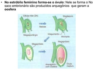 No estróbilo feminino forma-se o óvulo:  Nele se forma o No saco embrionário são produzidos arquegônios  que geram a  oosfera 