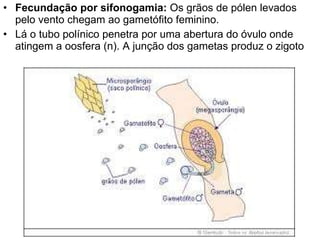 Fecundação por sifonogamia:  Os grãos de pólen levados pelo vento chegam ao gametófito feminino.  Lá o tubo polínico penetra por uma abertura do óvulo onde atingem a oosfera (n). A junção dos gametas produz o zigoto 