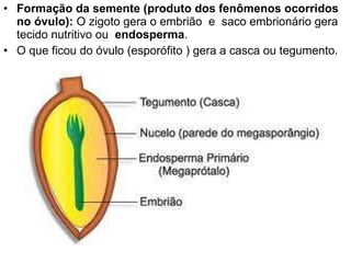 Formação da semente (produto dos fenômenos ocorridos no óvulo):  O zigoto gera o embrião  e  saco embrionário gera tecido nutritivo ou  endosperma .  O que ficou do óvulo (esporófito ) gera a casca ou tegumento. 